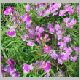 Linaria-Fantasy-'Speckled Pink'